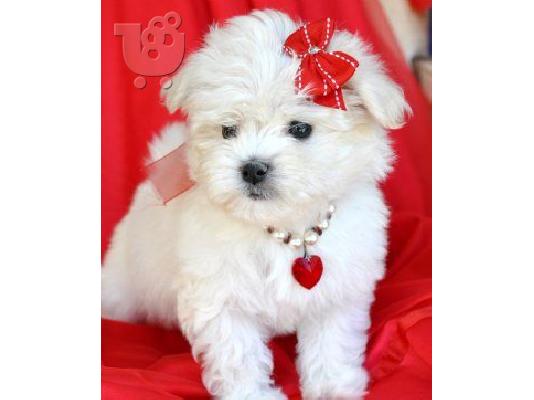 PoulaTo: Χαρίζεται Maltese